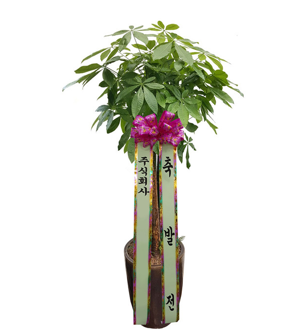 Buy Happy Money Tree (Pakira) for only $99 at Flowers to Korea