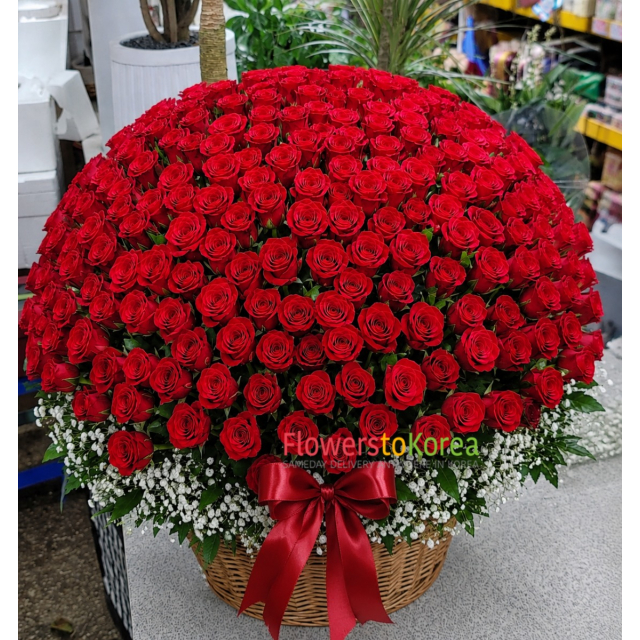 365 Roses for 365 Days of Love