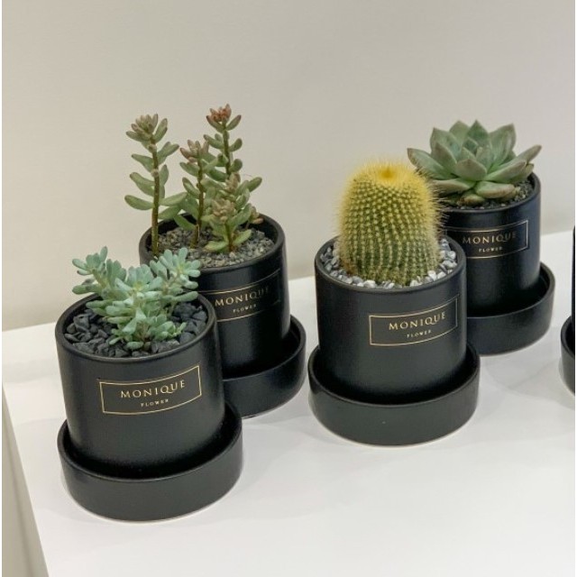 4 mini cactus gift pot