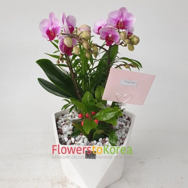 Small Leaves Phalaenopsis Orchid Pink