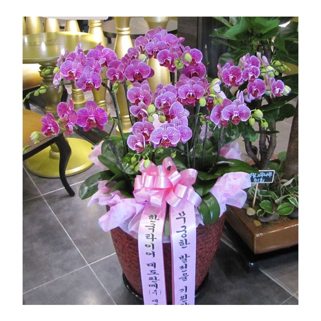 Premium Pink Phalaenopsis Orchid