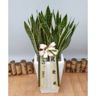 Sansevieria