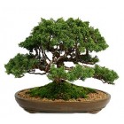 Bonsai Pine Tree