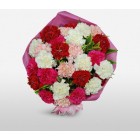 Sweet Carnation