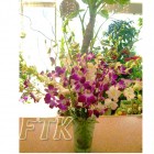 Dendrobium Orchid Grace