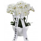 Sympathy & Funeral Orchid