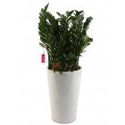 Money Tree (House warming present)