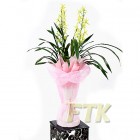 Oriental Orchid-Genji