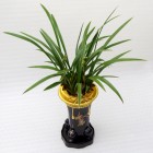 Oriental Orchid-Okhwa