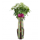 Happy Money Tree (Pakira)