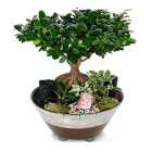 Bonsai Panda Tree