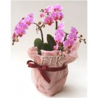 Standard phalaenopsis orchid