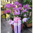Premium Pink Phalaenopsis Orchid