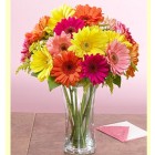Rainbow Gerberas