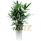 Rhapis palm Bamboo