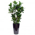 Rubber Tree