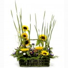 Sunflower and Daisy