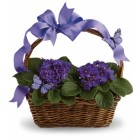 Violet Hydrangea
