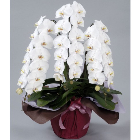 Premium White Phalaenopsis Orchid