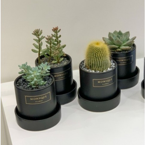 4 mini cactus gift pot