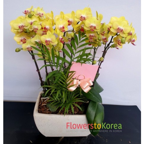 new year Standard phalaenopsis orchid