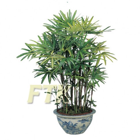 Rhapis palm Bamboo Premium