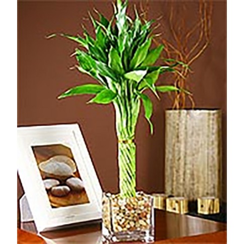 Tropical Bamboo in Glass